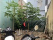 ♪ đất kiệt 3m thông chợ thái thị bôi, 50m2, 5x10m, 2.x tỷ 