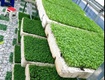 Cần sang lại mô hình trồng rau mầm hữu cơ tại hòa khánh, đà nẵng...