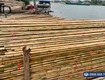 Bán cây trúc khô trang trí giá rẻ chất lượng tại tphcm