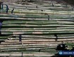 Báo giá tre lồ ô mới nhất hiện nay tại tphcm