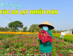 Hạt Cúc Nắp Ken 