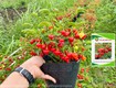 Hạt Giống Ớt Trái Tim 