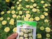 Hạt Giống Vạn Thọ Trắng Lùn 