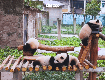 Những địa điểm nên tham quan khi đến trùng khánh