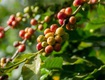 Phân hữu cơ sinh học là gì và ứng dụng trong nông nghiệp hiện đại...