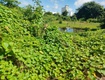 Chính chủ bán đất 2 mặt tiền vườn cây lâu năm tại phường châu phú b, tp châu...