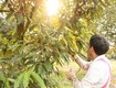 Làm sao để thực hiện cách tỉa sầu riêng sau thu hoạch phòng sâu bệnh...