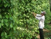 Lý dọ phân gà hữu cơ vi sinh 