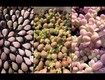 Hạt giống sen đá uy tín   mua hạt giống sen đá ở đâu...