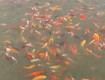 Bán đất bắc sơn trảng bom kinh doanh ăn uống hồ câu cá gần giáo xứ bùi đệ...