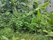 48m2 đất đấu giá ao ngòi xã hoài đức 
