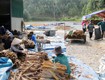 Công nghệ sấy khô vỏ quế: Giữ trọn hương vị, nâng cao giá trị, bất chấp mưa nắng...