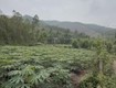 Chính chủ cần bán nhanh lô đất tại xã đồng lương   cẩm khê   phú...