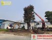 Dịch vụ dọn vườn tận nhà   đẹp gọn chỉ sau 1 buổi ở...