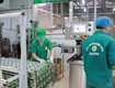 Phát triển kinh tế từ cây thạch đen: hướng đi mới giúp người dân làm...