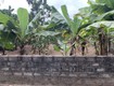 Cấn bán gấp 523m2 đất nông nghiệp tại Thư Phú, Thường Tín, Hà Nội