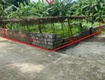 Hàng fo bán lô góc 148,1m tại thủy xuân tiên chương mỹ hà nội