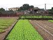 Bán đất sài sơn, quốc oai, sđ 200m2, mt 5m, đường ô tô vào, sát đường 40m sắp...