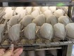 ứng dụng công nghệ sấy lạnh trong sản xuất tổ yến chất lượng cao 