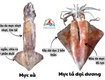 Cách phân biệt mực lá đại dương và mực xà 