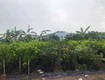 0.9ha đất đầu tư gd view sông   phan huy ích gò vấp s 