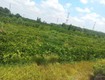 Chính chủ cần tiền bán giá rẻ lô đất trồng cây ăn trái giá trị có nhà cấp...