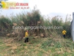 Dịch vụ dọn vườn sạch đẹp, ngăn nắp, chuyên nghiệp 