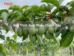 Quy trình xuất khẩu chanh dây 