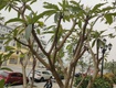 Bán gấp giá rẻ tt học viện phụ nữ pháo đài láng 86m, tầng2, mặt tiền 6m, 5.8...