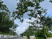 Phước hòa   phường tân phước   tp.hcm  sáp nhập 