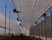 Màng lợp nhà kính từ thương hiệu top 1 israel   a.a politiv 