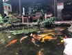 Cc cho thuê quán cafe tại phường hưng lộc, tp vinh 
