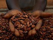Cacao Đắk Lắk   Không chỉ là đồ uống mà còn là câu chuyện của người Tây...