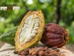 Cacao Đắk Lắk có gì khác biệt 