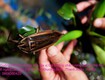 Bán đặc sản cà cuống nhiều tinh dầu thơm , lọ tinh dầu cà cuống...