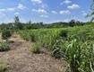 Chính chủ cần bán đất gần 1,7ha có 400m  thổ cư   nhà...