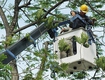 Dịch vụ chăm sóc, cắt tỉa cây xanh, chăm sóc thảm cỏ thuần chủng, cắt...