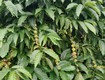 Cư pong krong búk đắk lắk dt hơn 9 sào sẵn nguồn thu giá chỉ 177tr/sào bao...