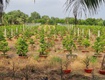 Bán đất mặt tiền kênh 8   xã bình lợi, bình chánh 