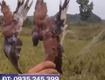 Lưới bắt chim thái lan 