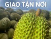Bán Sầu Riêng Toàn Quốc   Ship Tận Nơi 