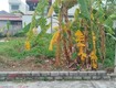 Đất tân thành   dương kinh   100m  ngang 5m   trục ngõ 5m...
