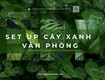 Dịch vụ set up cây xanh văn phòng tphcm chuyên nghiệp 