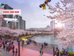 Bay hàn quốc mùa hoa anh đào với vé giảm asiana airlines 