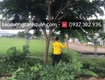 Dịch vụ di dời và bứng cây xanh ở Đồng Nai 