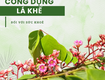 Lá khế và những công dụng bất ngờ 