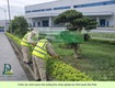 Dịch vụ cắt cỏ vệ sinh cảnh quan KCN Amata KCN Biên Hòa Đồng Nai 