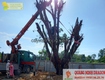 Dịch vụ cắt tỉa cây xanh, bứng cây ở Đồng Nai, HCM 