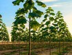 Cây lâm nghiệp Paulownia.vn những lợi ích lớn 