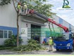 Dịch vụ chăm sóc cây xanh định kỳ cho công ty   nhà xưởng  2 3...